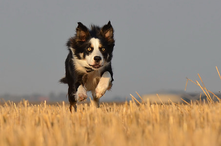 border collie running on field thumbnail