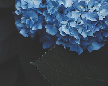 focus photo of blue flowers thumbnail