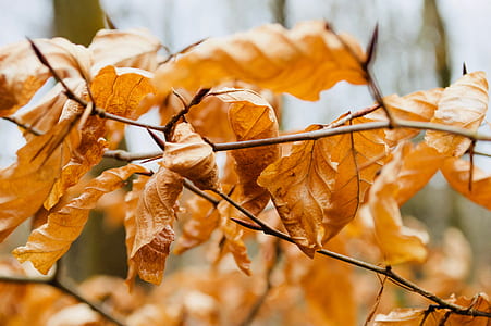 photo of withered leaves thumbnail