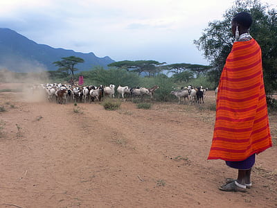man in multicolored clothes near group of animals thumbnail