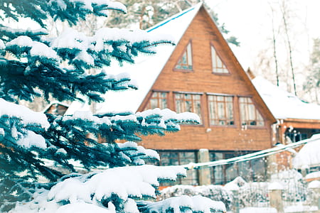 green pine trees with snow near brown house selective-focus photography thumbnail