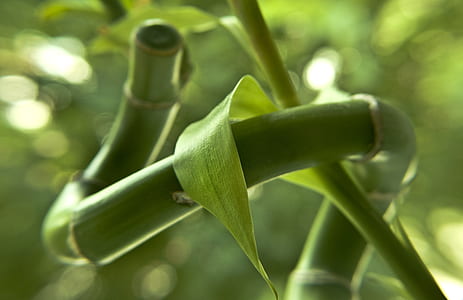 green leafed plant thumbnail