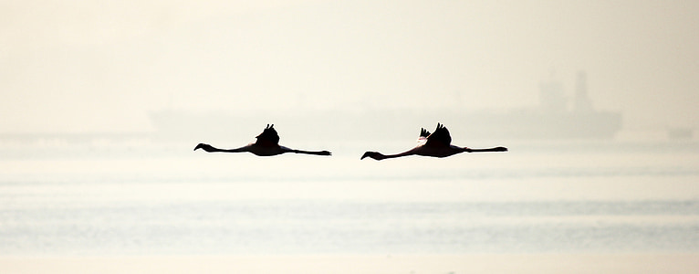 silhouette of two flamingos thumbnail