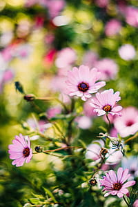 Depth of Field Photograph of Pink Petaled Flowers thumbnail