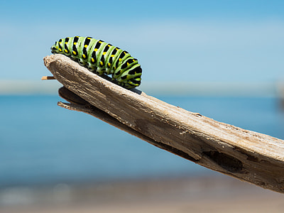 Monarch caterpillar on driftwood thumbnail