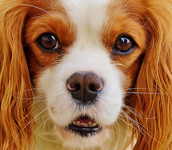 long-coated white and brown puppy thumbnail