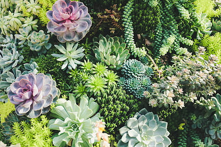 assorted succulent plants thumbnail