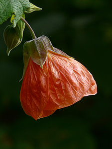 orange Chinese lantern flower thumbnail