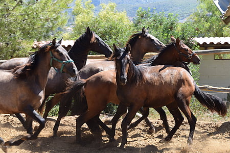 herd of brown horses thumbnail