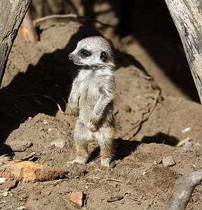 selective focus photography of gray meerkat thumbnail