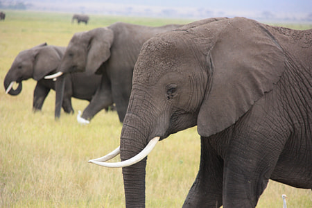 view of elephants thumbnail
