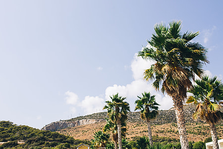 Palm trees in Spain thumbnail