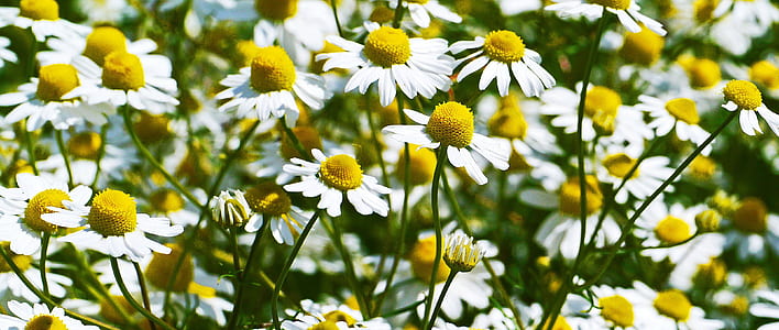 close-up photography of white chrysanthemum flowers during daytime thumbnail