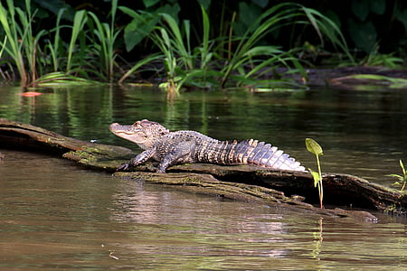 brown alligator on tree log at daytime thumbnail