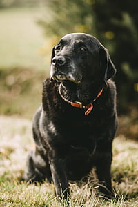 adult black Labrador retriever thumbnail