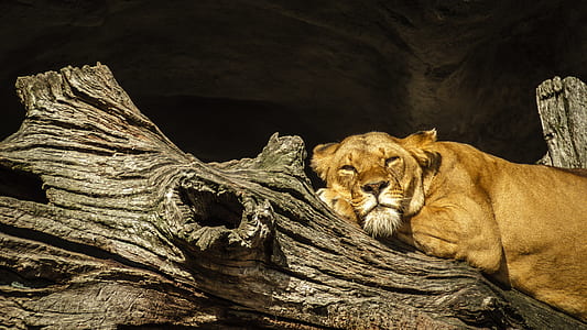 lioness lying on dried gray log thumbnail