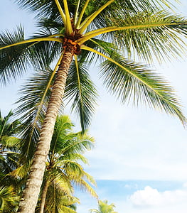 brown and green palm tree during daytime thumbnail