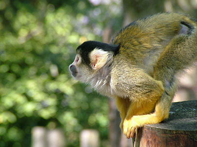 Monkey, Dead Chief Monkey thumbnail