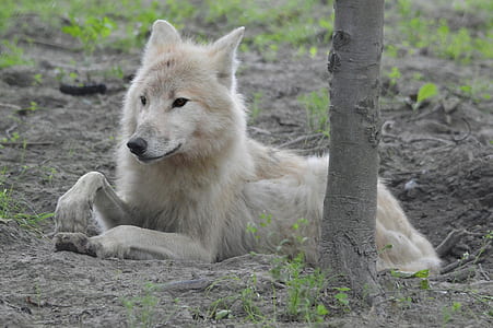 closeup photo of white wolf thumbnail
