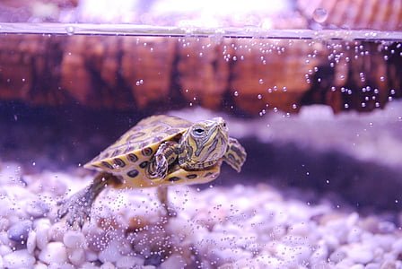 brown turtle thumbnail