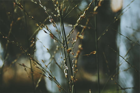 macro photography of green plant thumbnail
