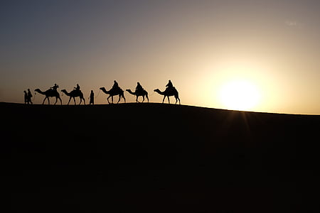 five person riding their camels silhouette during golden hour thumbnail