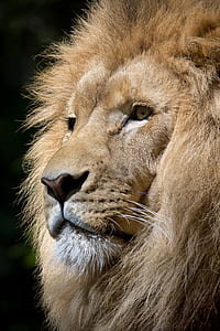 close up photography of lion thumbnail