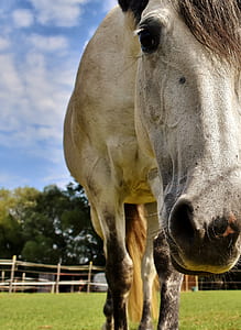 white horse walking on grass field thumbnail
