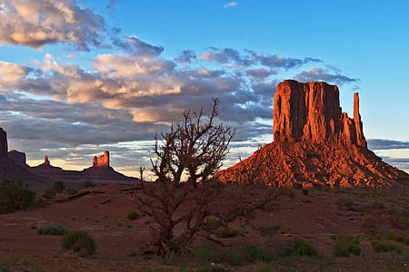 bare tree in desert thumbnail