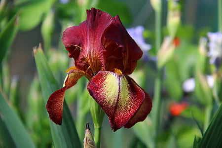 red petaled flower in closeup photography thumbnail
