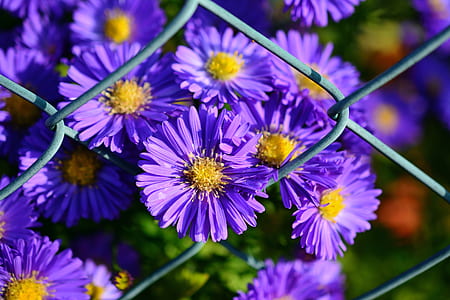 selective focus photography of purple petaled flowers thumbnail
