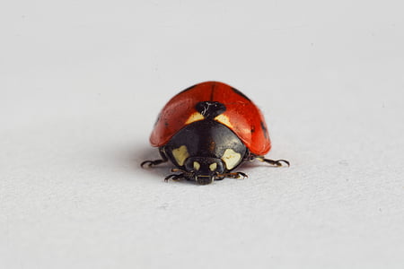 macro photography of red ladybird beetle thumbnail