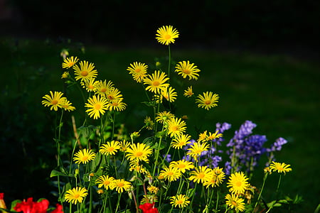 yellow daisy thumbnail