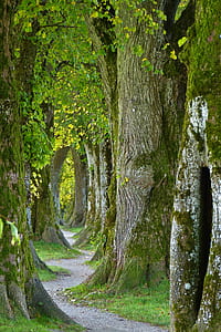 gray pathway between trees thumbnail