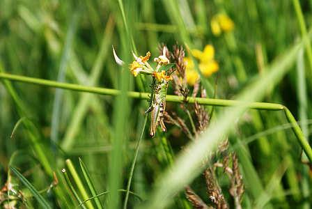 Tettigonia Viridissima, Grasshopper thumbnail