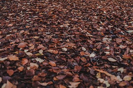 scattered dried leaves thumbnail