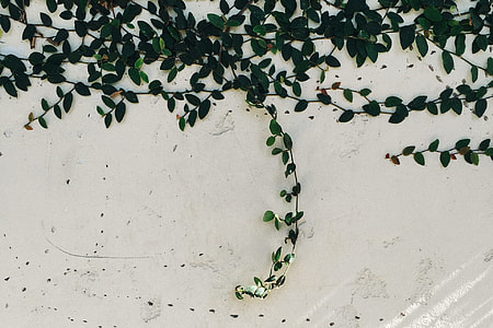 green leaves on white wall thumbnail