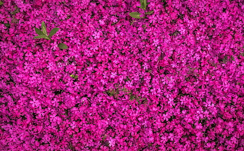 pink flower field in aerial photography thumbnail