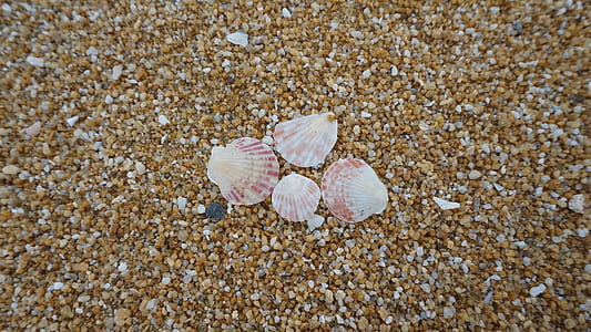 Shells On Shore thumbnail