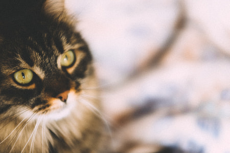Sweet cat thumbnail