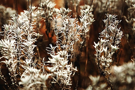 Grass With White Flowers thumbnail