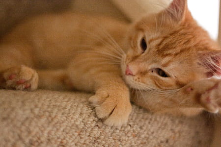 Orange Tabby Cat thumbnail