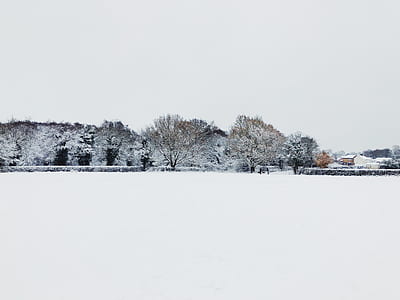 snow cover trees during daytime thumbnail