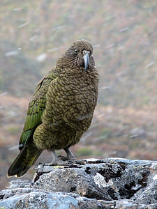 Kea Mountain Parrot - Nestor notabilis thumbnail