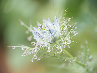 Flowers, After The Rain thumbnail