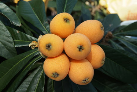 brown fruits thumbnail