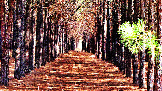 brown soil in the middle of trees thumbnail