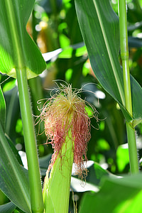 Corn, Corn On The Cob thumbnail