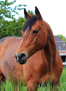 brown horse thumbnail