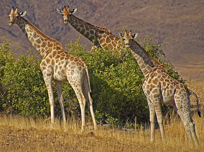 captures of a three Giraffe on leaf plant and ground thumbnail